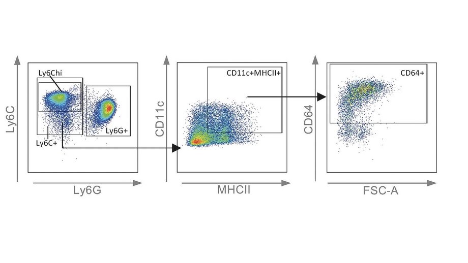 Intramuscular immunisation induces sex-dependent CD64 expression on monocytic cells. Graphic: Intramuscular immunisation induces sex-dependent CD64 expression on monocytic cells.