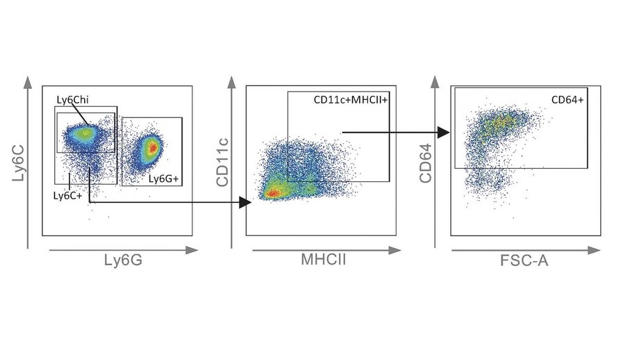 Die intramuskuläre Immunisierung induziert eine geschlechtsabhängige CD64-Expression auf monozytären Zellen. Grafik: Die intramuskuläre Immunisierung induziert eine geschlechtsabhängige CD64-Expression auf monozytären Zellen.