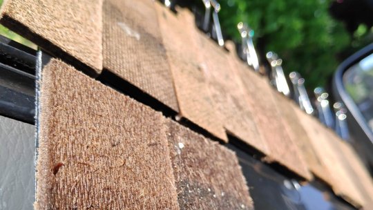 Aedes eggs being collected with ovitraps Sammeln von Aedes-Eiern mit Ovitraps: grobe Holzbretter, auf denen vereinzelt sehr kleine Aedes Eier zu sehen sind.