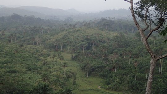 Bat sampling location in Guinea, Tékoulo. Das Bild zeigt einen nebelverhangenen Regenwald.