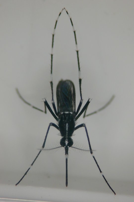 Asiatische Tigermücke (aedes albopictus) Direktes Bild der invasiven Stechmücke. Zu sehen ist der ganze Körer der Mücken. Frontal leicht von oben. Die Beine sind schwarz-weiß gestreift.