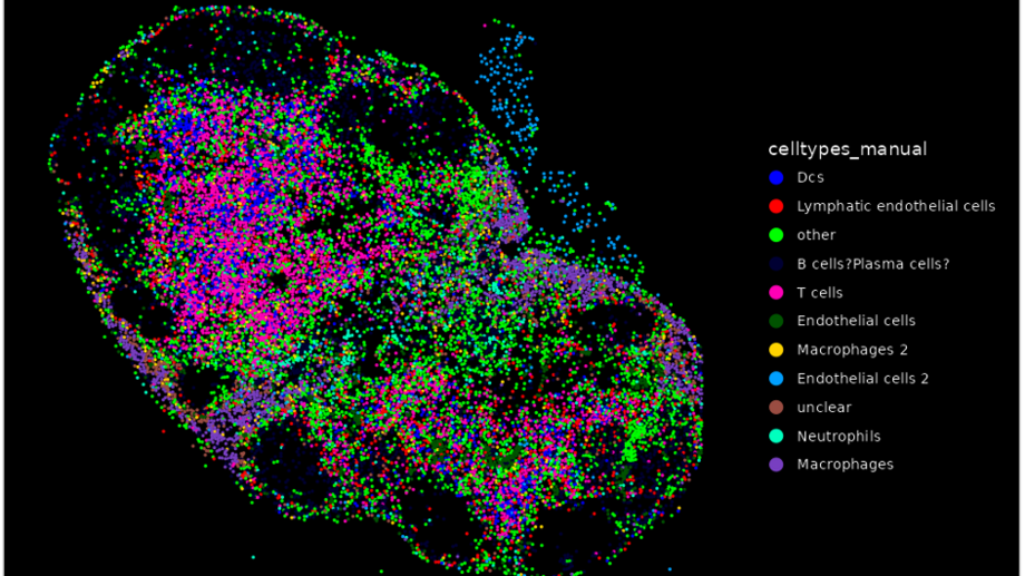 Räumliche Transkriptomik eines Maus-Lymphknotens mit Zelltyp-Markierungen Räumliche Transkriptomik eines Maus-Lymphknotens mit Zelltyp-Markierungen
