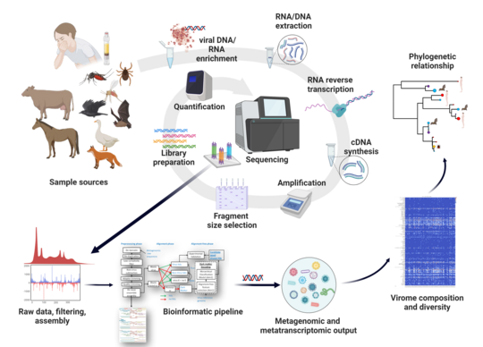 Example of One Health study. Eine beispielhaftes Vorgehen bei einer One Health Studie: Zu sehen sind die Probenquellen (Kuh, Pferd, Zecke, Mensch, Gans, Mücke, Fledermaus oder Vogel), von denen über mehrere Zwischenschritte (DNA Anreicherung, RNA/DNA Extrahierend, Amplifikation,..) die Probe sequenziert wird. Die daraus resultierenden Ergebnisse werden dann in Hinblick auf unterschiedliche Faktoren ausgewertet.