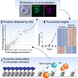 Grafisches Abstract: Übersicht chromatinassoziierter Proteine und verwundbarer Stellen im Malaria-Erreger Schematische Übersicht der Studie an Malaria-Parasiten. Die Grafik zeigt den Zellkern des Parasiten mit drei unterschiedlich verpackten DNA-Bereichen und einen Arbeitsablauf: Proteine in der Nähe dieser Bereiche werden markiert, per Massenspektrometrie identifiziert und anschließend in weiteren Experimenten getestet. Die unteren Bildfelder verdeutlichen, dass einige dieser Proteine das Wachstum des Parasiten, den Wechsel in das Mückenstadium oder die korrekte Aufteilung der Chromosomen beeinflussen.