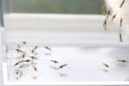 Anopheles stephensi Das Foto zeigt einige Stechmücken in einem weißen Käfig.