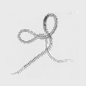 Wurm Das Foto zeigt eine schwarz-weiße Aufnahme eines durchsichtigen Wurms, der sich um sich selbst windet.