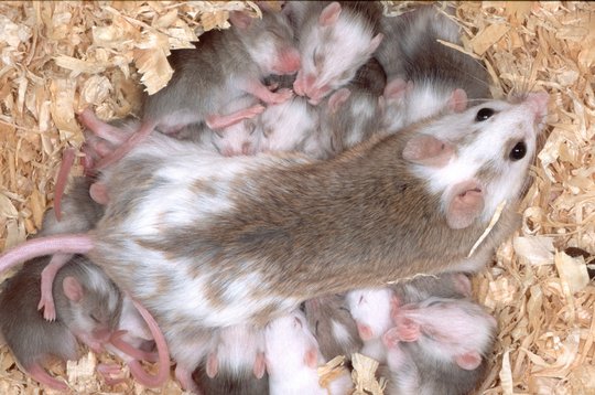Mastomys natalensis Das Foto zeigt ein Mastomys natalensis-Weibchen beim Säugen.