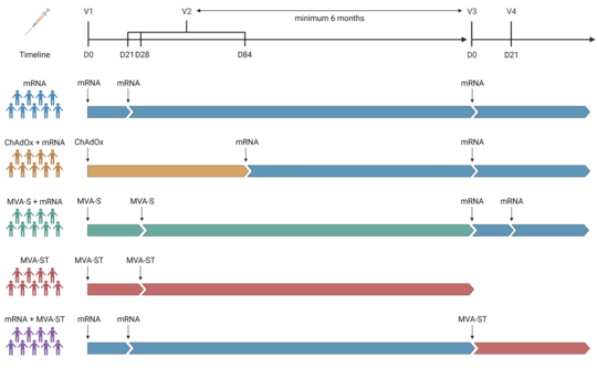 Covid-19 Vaccine Cohorts Covid-19 Impfstudie: zu sehen ist eine schematische Übersicht des zeitlichen Verlaufes und der unterschiedlichen Gruppen einer Covid-19 Impfstudie. So wurde die Gruppen mit mRNA, ChAdOx + mRNA, MVA-S + mRNA, MVA-St oder mRNA + MVA-St zu unterschiedlichen Zeitpunkten geimpft.