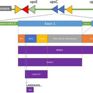 Struktur der vom var-Gen kodierten PfEMP1-Domänen. Die Abbildung zeigt schematisch die Struktur der vom var-Gen kodierten PfEMP1-Domänen.