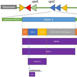 Struktur der vom var-Gen kodierten PfEMP1-Domänen. Die Abbildung zeigt schematisch die Struktur der vom var-Gen kodierten PfEMP1-Domänen.