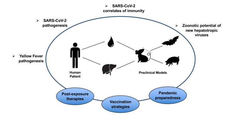 Scheme of the topics of the Preclinical Models Research Group Rodríguez. Eine schematische Übersicht über die unterschiedlichen Forschungsfelder der Gruppe, die beispielsweise Gelbfieber und CoV-2 beinhalten und in Hinblick auf Impfstrategien, Therapien nach Infektion und Pandemievorbeugung erforschen.