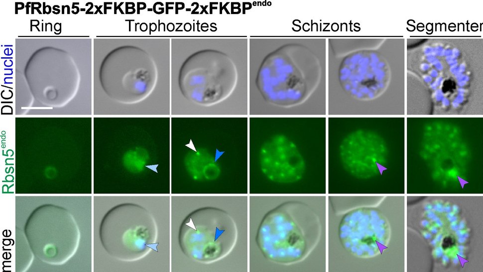 Mikroskopische Lebendzellbilder der angegebenen Stadien von PfRbsn5L-2xFKBP-GFP-2xFKBPendo-Parasiten