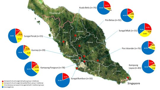 Seroprevalence of spotted fever and typhus group rickettsioses in Malaysia. Seroprävalenz von Fleckfieber- und Typhusgruppen-Rickettsiosen in Malaysia: eine Übersichtskarte von Malaysia, auf der mehrere Kreisdiagramme mit Wahrscheinlichkeiten von Fleckfieber- und Typhusgruppen-Rickettsiosen eingezeichnet wurden.