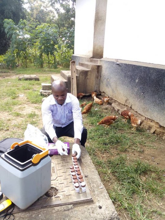 Collection of livestock samples by a member of staff in rural Tanzania Zu sehen ist ein afrikanischer Forscher der draußen Proben entnimmt.Um ihn herum sieht man Hühner im Gras
