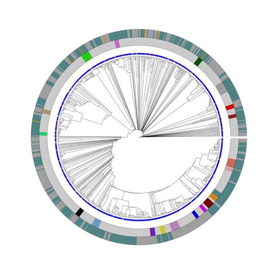 Phylogenie der antibiotikaresistenten E. coli-Stämme zu sehen ist ein großer Kreis, der am Rand unterschiedlich farbige Striche hat. Nach Innen führen mehrere Striche.
