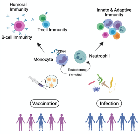Summary of humoral, innate, and adaptive immune responses in vaccinations and infections of both sexes. Auf der Grafik ist eine Zusammenfassung der humoralen, der angeborenen und der adaptiven Immunantwort bei Vakzinierungen und Infektionen beider Geschlechter dargestellt.