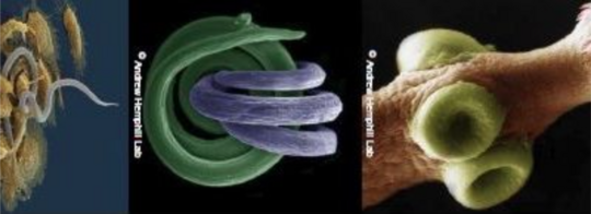 Graphical representation of various parasites Graphical representation of various parasites.