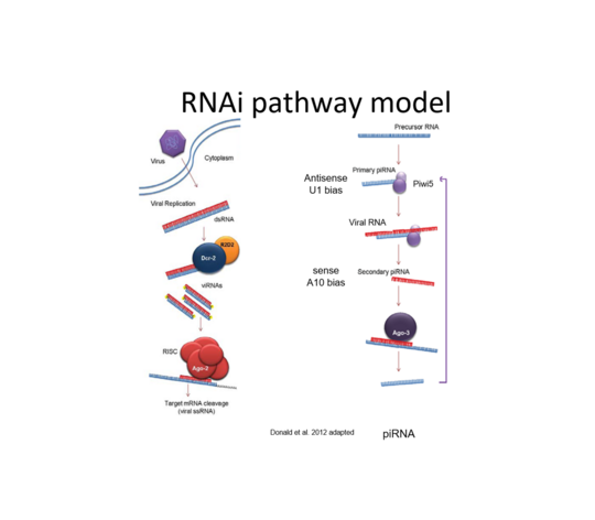 RNAi Pathway