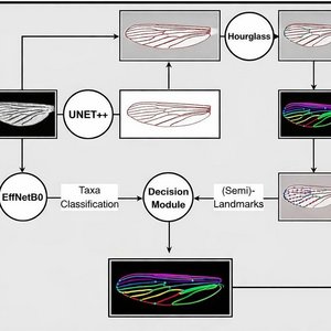 Graphical abstract