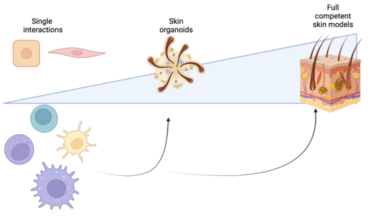 Hautorganmodell Schema, das den Weg zu einem Hautorganmodell illustriert. Links: Einzelne Haut- und Immunzellen. Mitte: Hautorganoid. Rechts: Hautorganmodell.