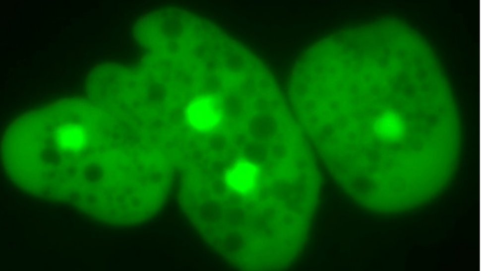 Green fluorescent Entamoeba histolytica Fluorescent staining of three single-celled parasites of the species Entamoeba histolytica, parasites stained in green, black background