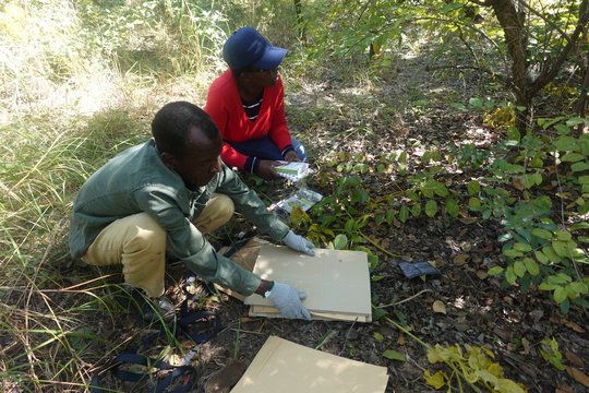 Plants are being collected during the fieldwork. The picture shows two people are sitting on the ground in the forest with a plant press.