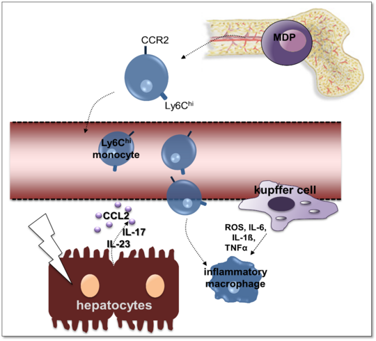 Il-23 induced immunopathology of amoebic liver abscess is based on the excessive recruitment of monocytes. Auf der Grafik sind Zellen des Immunsystems als runde blaue Kugeln zu sehen. Sie kommen oben rechts aus einem Knochenteil, in der Mitte sind sie in einem Blutgefäß. Unten links sind braune Leberzellen dargestellt auf die ein Blitz gerichtet ist. Zwischen den Zellen sind Pfeile mit Zytokinbezeichnungen dargestellt.