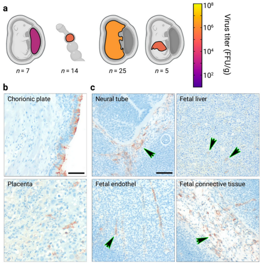 LASV-Vorkommen in der Plazenta und in Embryonen, die von persistent infizierten Weibchen entnommen wurden Die Grafik zeigt das LASV-Vorkommen in der Plazenta und in Embryonen, die von persistent infizierten Weibchen entnommen wurden.