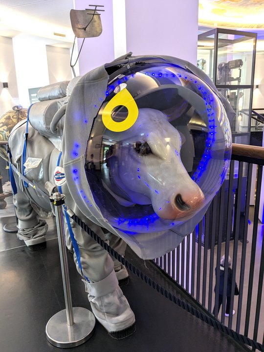 Space Cow The picture shows a large space cow that is an exhibit at the planetarium. The cow is wearing a silver space suit. There are small blue light bulbs in the helmet.