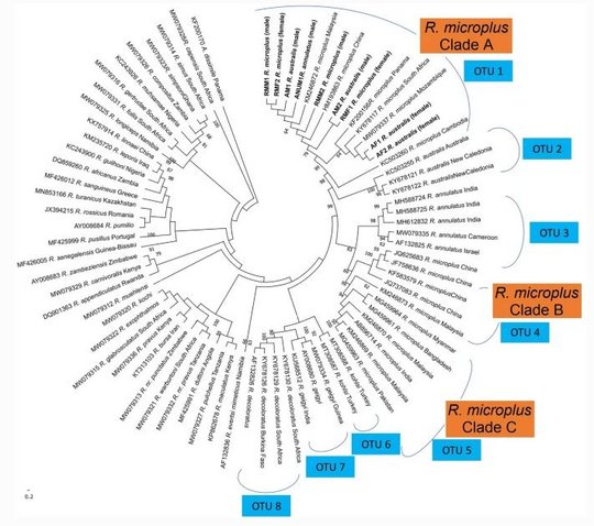 Maximum likelihood phylogenetic tree of a tick taxon. Maximum-Likelihood-Stammbaum eines Zeckentaxons: Im Kreis angelegter Stammbaum eines Zeckentaxons.