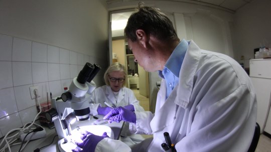 Two researchers during tick identification. Two researchers determine a tick using a microscope. One researcher sits in front of a microscope and holds a pair of tweezers in his right hand. He is looking at the researcher who is labelling a sample.