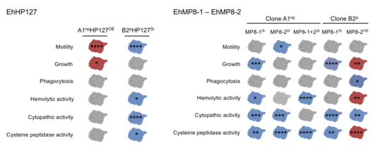 Overview of changes in the pathogenicity properties of amoebae after increased and decreased production of the molecules EhHP127, EhMP8-1 and EhMP8-2 Graphical representation of the changes in the pathogenicity properties of amoebae after increased and decreased production of the molecules EhHP127, EhMP8-1 and EhMP8-2
