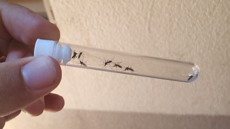 Aedes aegypti mosquito captured in the field; further taxonomic identification in the lab Ein kleines Tube, das zwischen Daumen und Zeigenfinger gehalten wird, in dem mehrere Mücken zu sehen sind.