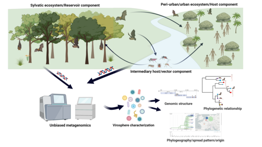 Metagenomic characterization of virome and the interactions between different ecosystems. Zu sehen ist eine schematische Übersicht über eine beispielhafte Studie. Im oberen Teil ist auf der linken Seite ein Wald mit Fledermäusen zu sehen, in der Mitte verläuft ein Fluss mit unterschiedlichen Insekten, rechts ist eine Siedlung mit kleinen Hütten und Menschen dargestellt. Verbunden sind die Fledermäuse mit Pfeilen mit den Menschen und den Insekten, die Insekten mit den Fledermäusen und den Menschen. Im Unteren Teil ist beispielhaft eine Auswertung gezeigt. Hierzu sind im linken Teil des Bildes mehrere Geräte zu sehen, die die Genetik der Insekten und Fledermäuse untersuchen. Ausgewertet werden am Ende die genomische Struktur, die Phylogenetische Beziehung und die geographische Auswertung.