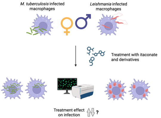 Workflow infection, treatment and measurement with HCS The graphic shows round cells (macrophages) in light purple with pseudopodia-like extensions. In the cells, tuberculosis bacteria are shown as green rods and Leishmania as red elongated structures. In the centre of the graphic, the treatment with itaconate is shown as a chemical formula. Below this, in the centre, is a box-like device with a screen as an HCS system. Next to it are infected cells with arrows pointing upwards and downwards and a question mark