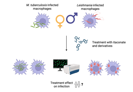 Workflow infection, treatment and measurement with HCS The graphic shows round cells (macrophages) in light purple with pseudopodia-like extensions. In the cells, tuberculosis bacteria are shown as green rods and Leishmania as red elongated structures. In the centre of the graphic, the treatment with itaconate is shown as a chemical formula. Below this, in the centre, is a box-like device with a screen as an HCS system. Next to it are infected cells with arrows pointing upwards and downwards and a question mark