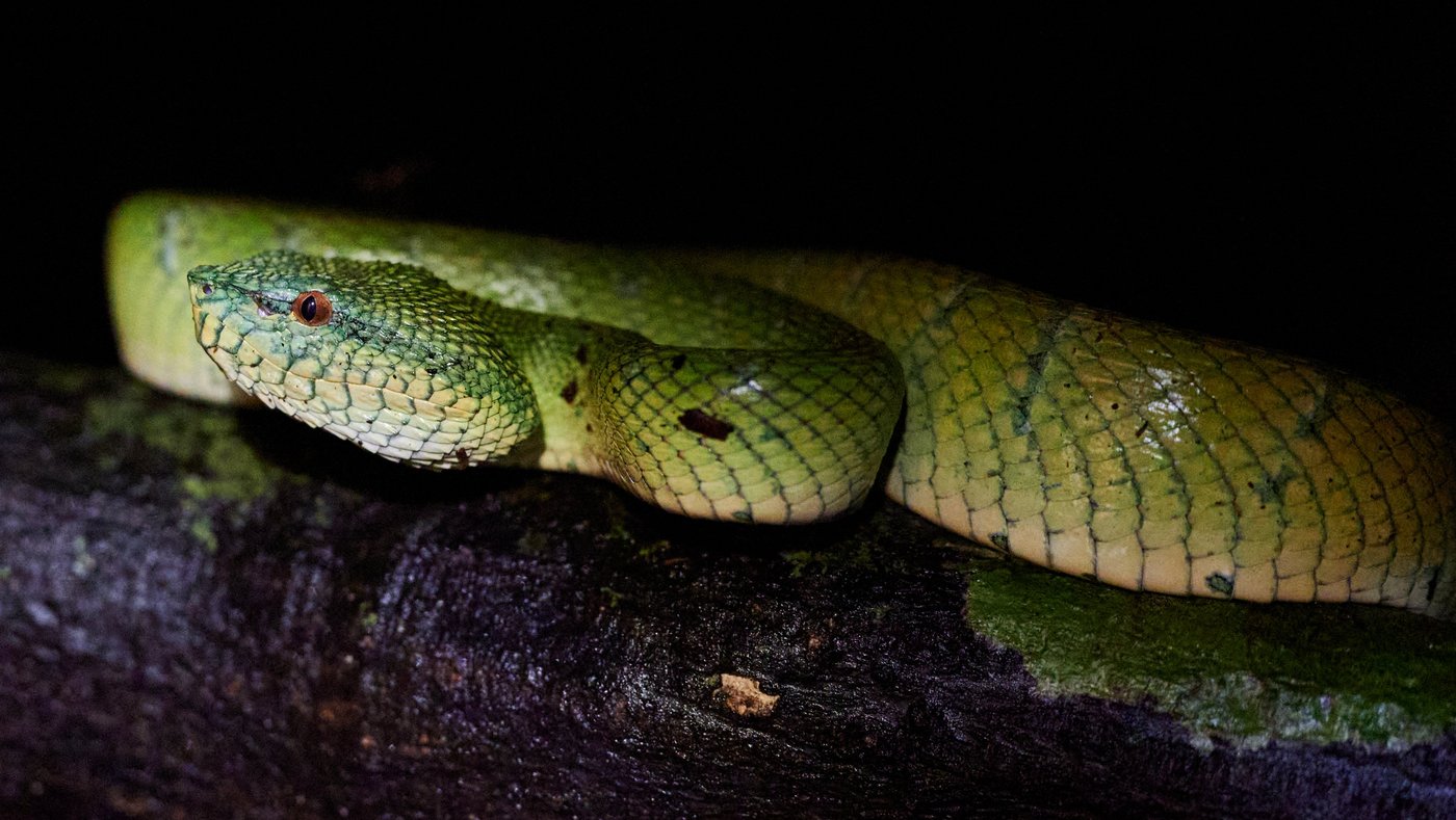 A large green snake can be seen lying in the picture. Its head is facing the left-hand side of the picture so that its profile can be seen. It has a pointed head and its reddish-brown eye is clearly visible. The rest of its body coils in the background.