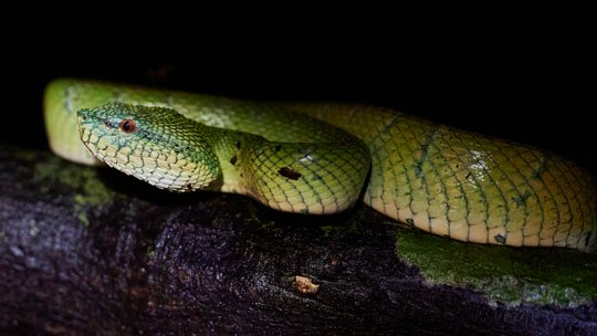 Bornean keeled green pit viper (Tropidolaemus subannulatus) which was spotted during the herping tour. A large green snake can be seen lying in the picture. Its head is facing the left-hand side of the picture so that its profile can be seen. It has a pointed head and its reddish-brown eye is clearly visible. The rest of its body coils in the background.
