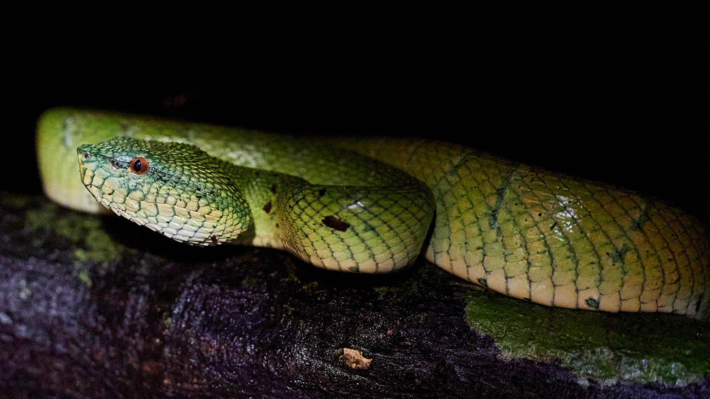 A large green snake can be seen lying in the picture. Its head is facing the left-hand side of the picture so that its profile can be seen. It has a pointed head and its reddish-brown eye is clearly visible. The rest of its body coils in the background.