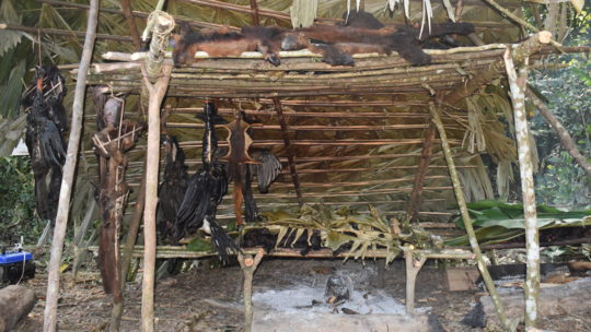 Bushmeat preparation in the Amazonian rainforest Ecuador. Zu sehen ist wie im Amazonas Bushmeat zubereitet und getrocknet wird. Unter einem kleinen Überstand aus Palmenblättern und Stöckern werden mehrere unterschiedliche Tiere getrocknet.