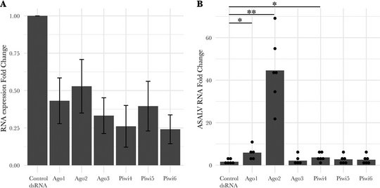 Successful silencing of all major RNAi proteins in A. aegypti-derived AF5 cells. Increased ASALV replication only in cells with silencing of Ago1, Ago2 or Piwi4. The graph shows successful silencing of all major RNAi proteins in A. aegypti-derived AF5 cells. Increased ASALV replication only in cells with silencing of Ago1, Ago2 or Piwi4.
