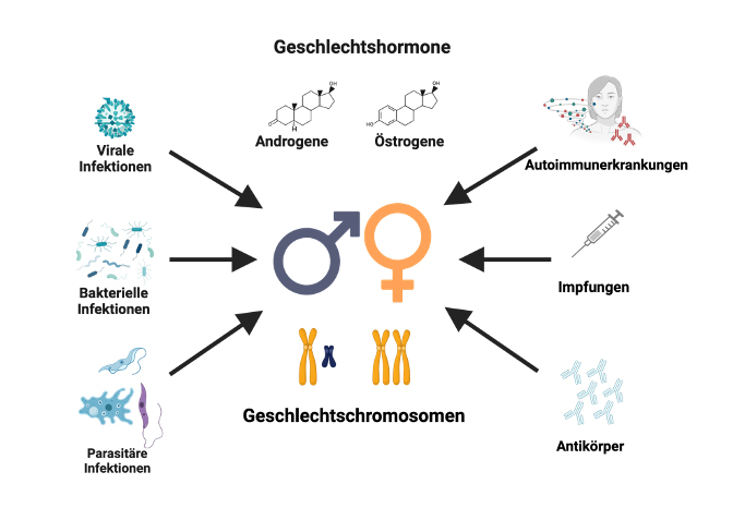 Das Schema zeigt, wie Geschlechtshormone und Chromosomen das Immunsystem beeinflussen.