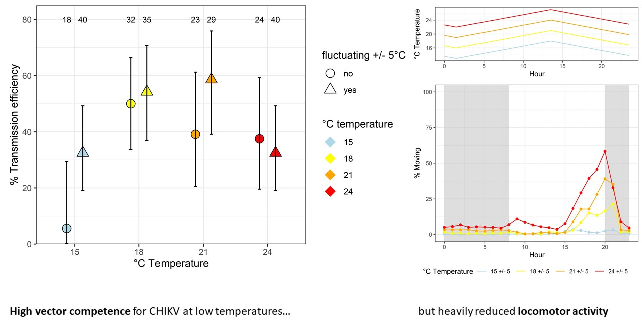 Drei Diagramme zeigen die Vektorkompetenz, die Temperaturen und die Aktivität der Asiatischen Tigermücke.