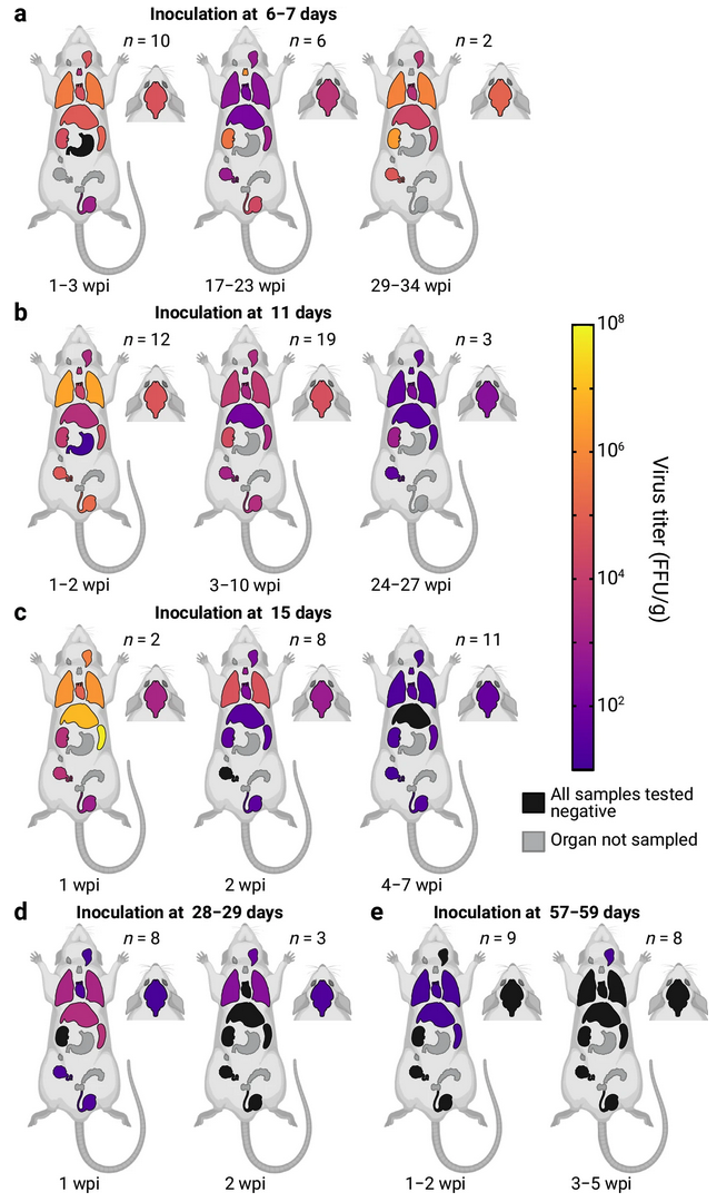Grafik mit bunten Mäusen: Analyse von Organproben von LASV-infizierten Mastomys