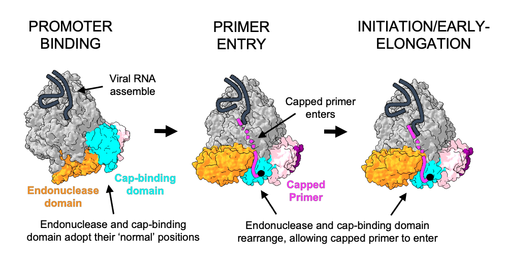 Die Abbildung zeigt das modellierte L-Protein des SFTS-Virus in drei verschiedenen Stadien des Transkriptionsprozesses.