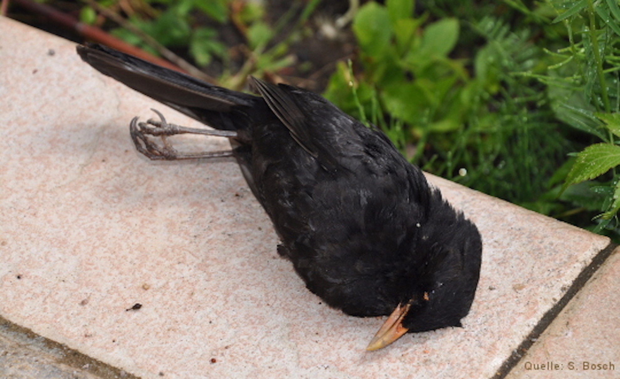 Am Usutu-Virus verstorbenes Amselmännchen Auf einem Stein liegende am Usutu-Virus verstorbenes Amselmännchen